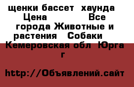 щенки бассет- хаунда › Цена ­ 20 000 - Все города Животные и растения » Собаки   . Кемеровская обл.,Юрга г.